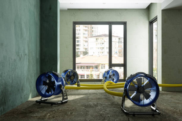 Best Professional water damage repair  in Lakeview, MI