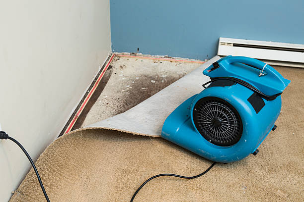 Best Basement water damage restoration  in Lakeview, MI